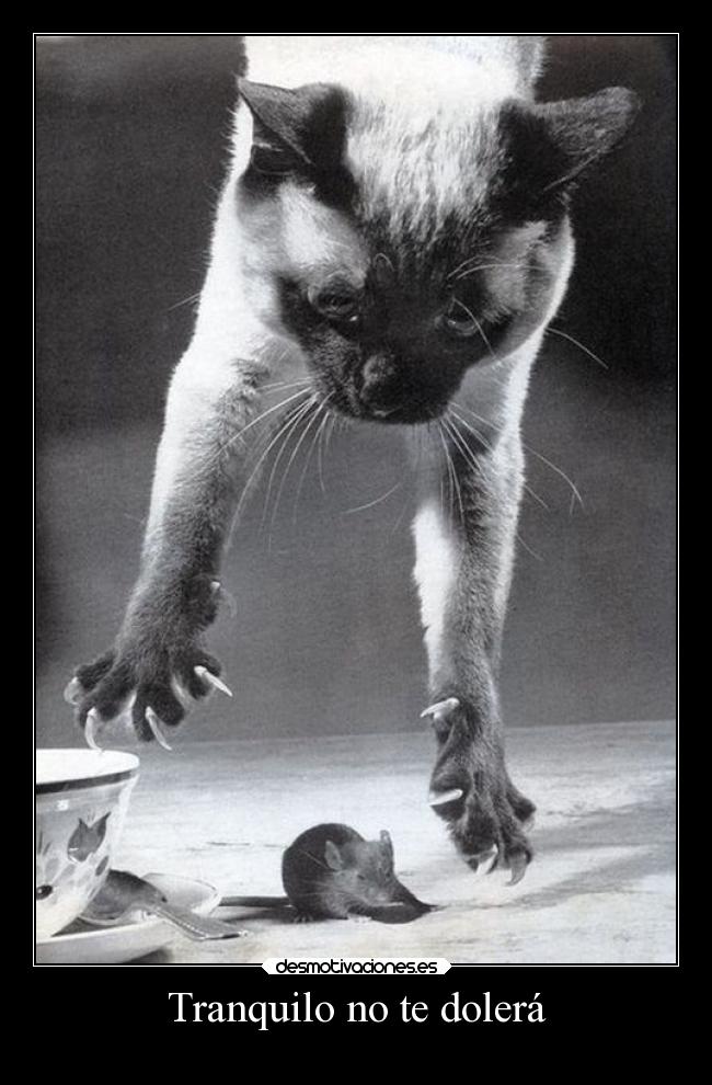 Tranquilo no te dolerá - 