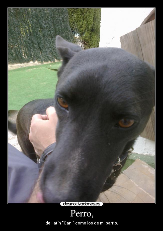 Perro, - del latín Cani como los de mi barrio.