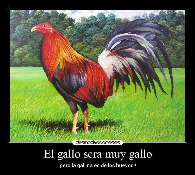 El gallo sera muy gallo - pero la gallina es de los huevos!!