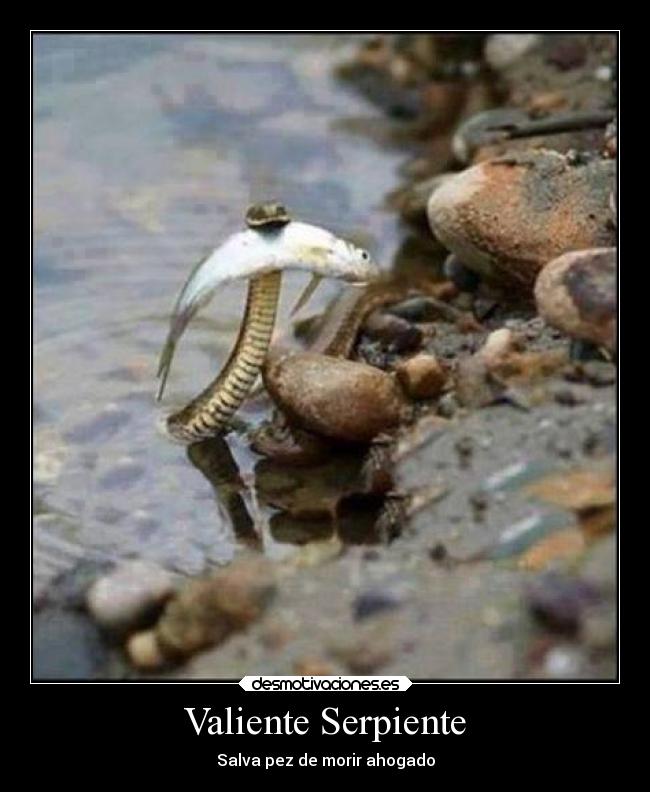 Valiente Serpiente - 