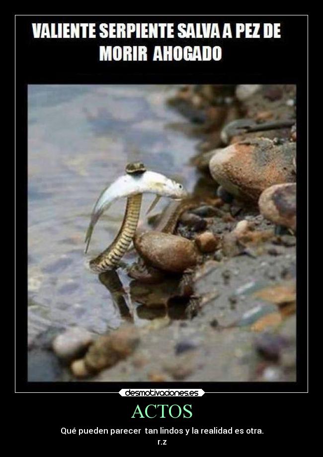 ACTOS - Qué pueden parecer tan lindos y la realidad es otra.
r.z