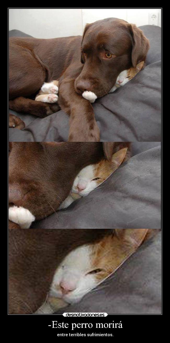 carteles desmotivaciones humor bollicaosjota samuelpichichi wisdom desmotivaciones