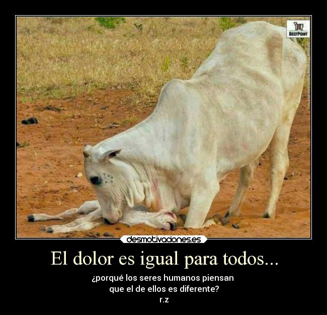 El dolor es igual para todos... - 