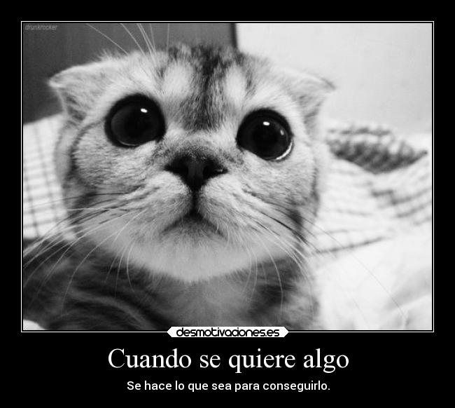 carteles esperanza animales desmotivaciones