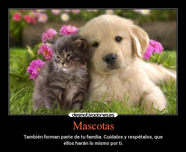 Mascotas - 