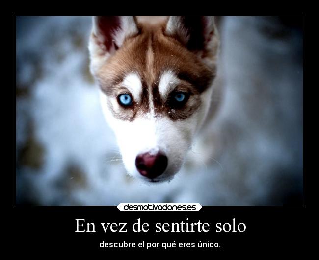 carteles frases husky asdfghjk desmotivaciones