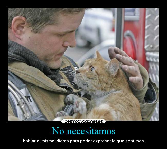 carteles gatos amistad animales desmotivaciones