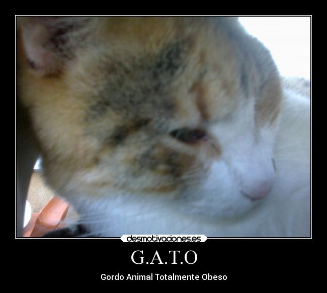 G.A.T.O - Gordo Animal Totalmente Obeso