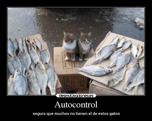 carteles gatos desmotivaciones
