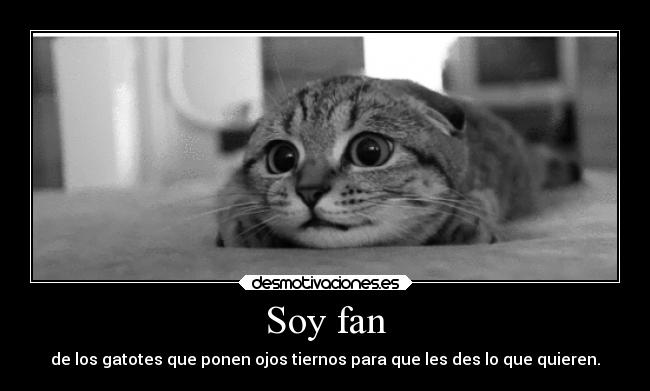 Soy fan - 