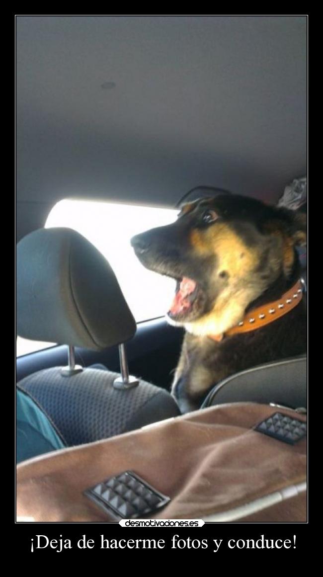 ¡Deja de hacerme fotos y conduce! -