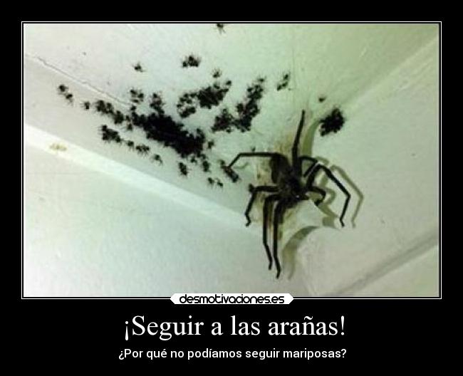 ¡Seguir a las arañas! -