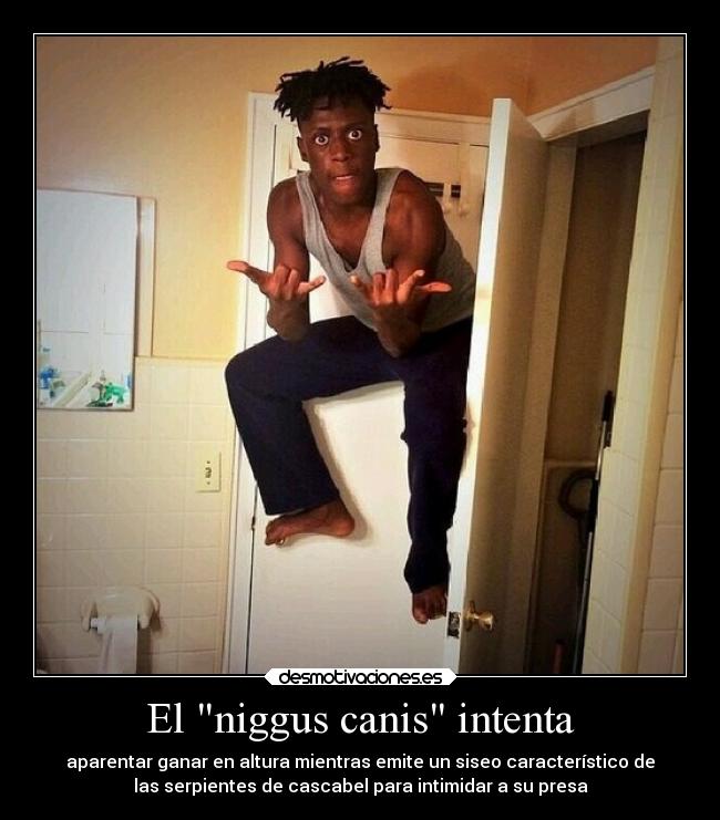 El niggus canis intenta - 