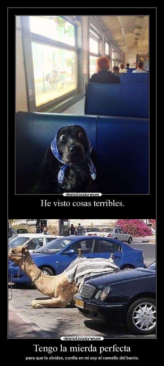 Tengo la mierda perfecta -