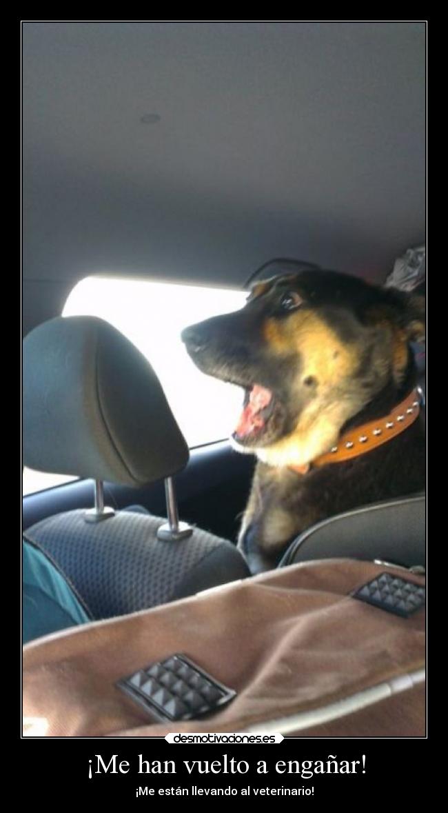 ¡Me han vuelto a engañar! - 