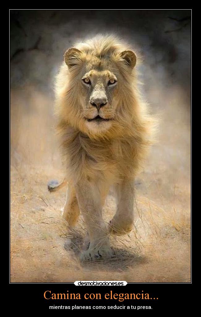 Camina con elegancia... - mientras planeas como seducir a tu presa.