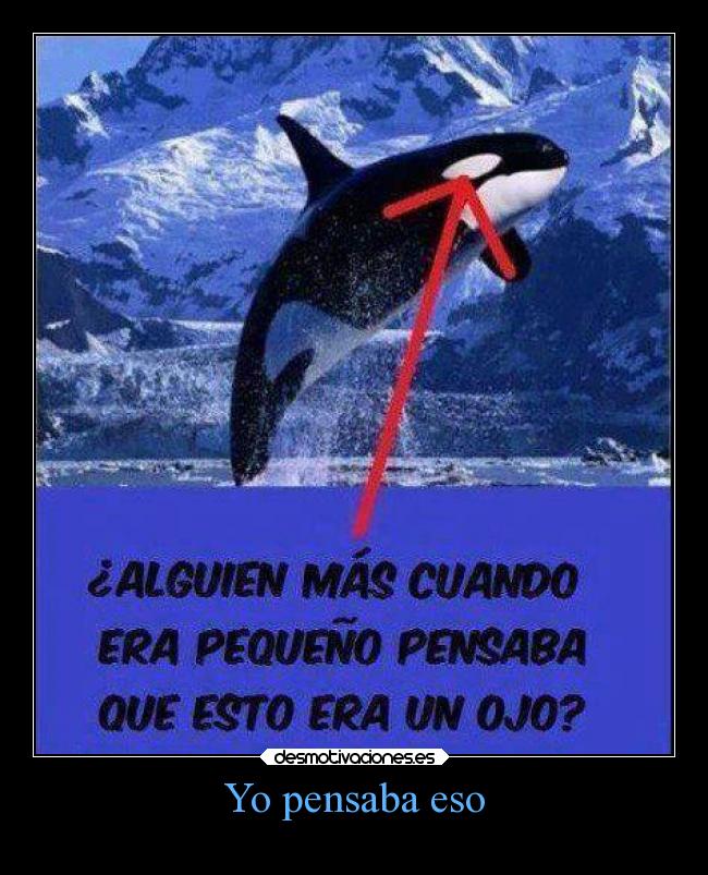 carteles infancia vida orca ojo cierto pregunta pequeno devilbrigade pensar orcas desmotivaciones