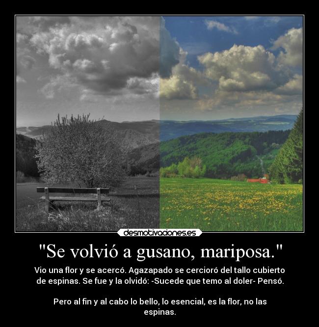 Se volvió a gusano, mariposa. -