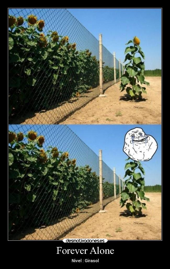 Forever Alone - Nivel : Girasol