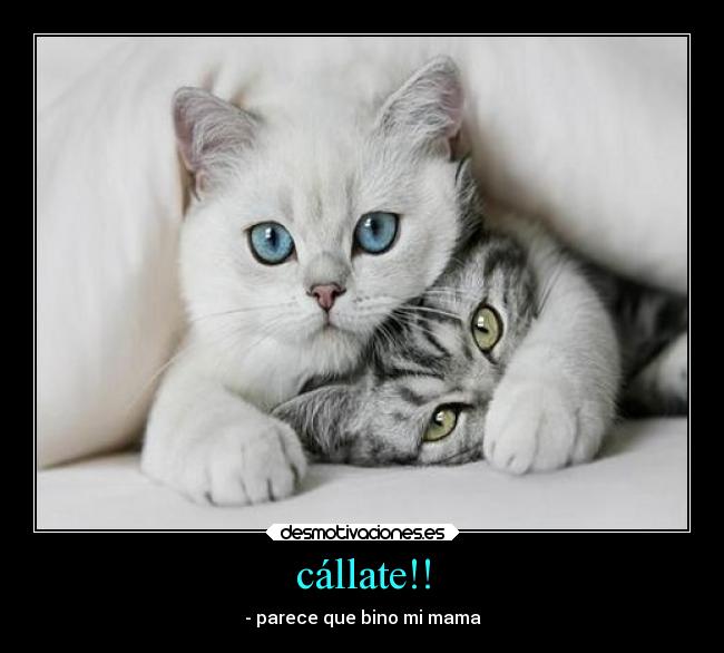 cállate!! - 