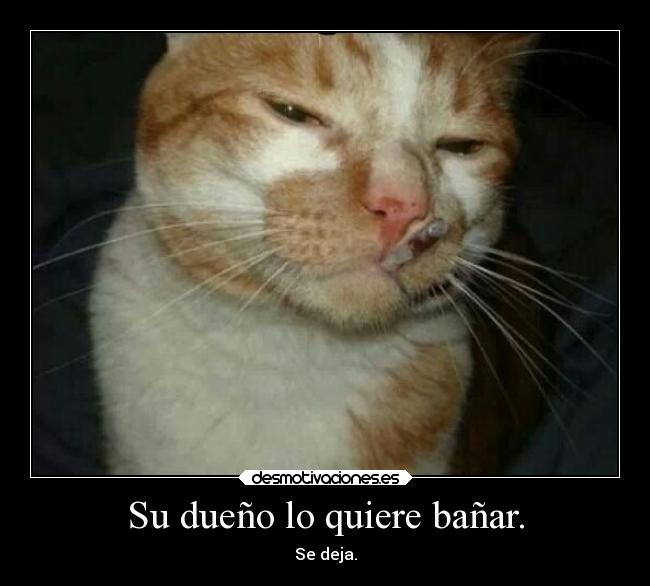 carteles mundo locura humor chiste graciosas gatos desmotivaciones