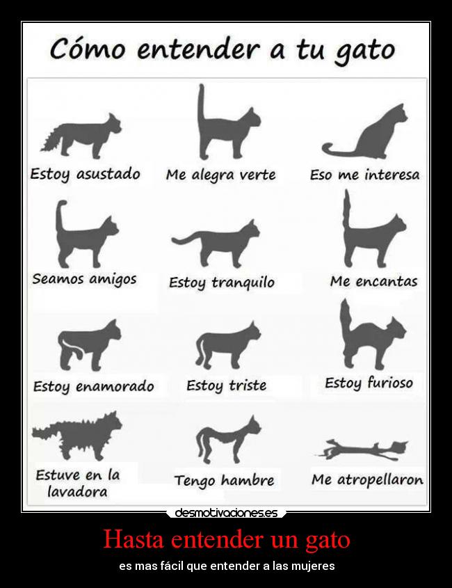 Hasta entender un gato - es mas fácil que entender a las mujeres