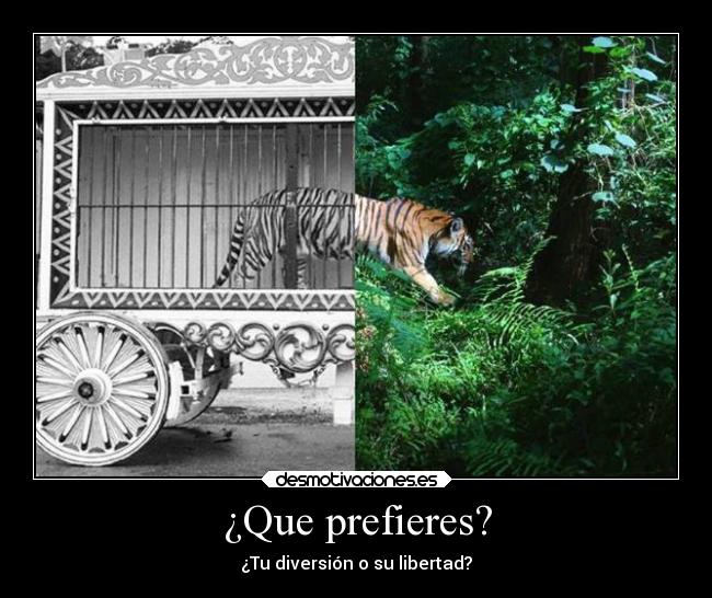 ¿Que prefieres? - ¿Tu diversión o su libertad?