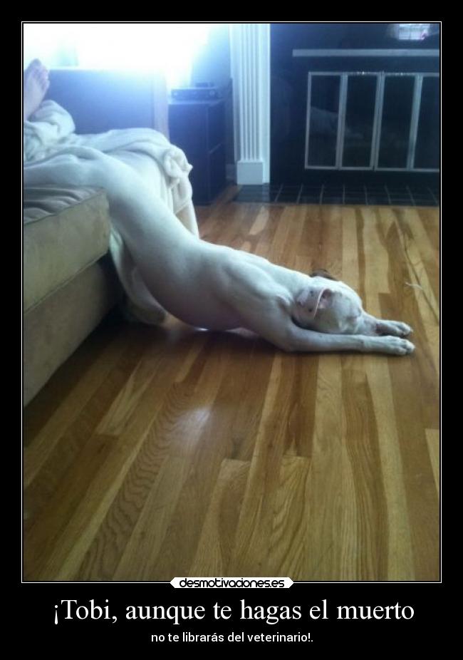 ¡Tobi, aunque te hagas el muerto - 