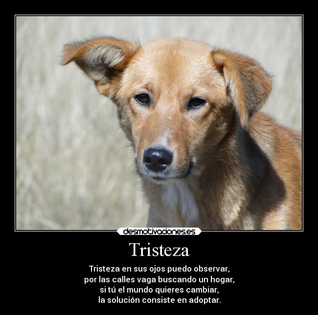Tristeza - Tristeza en sus ojos puedo observar,
por las calles vaga buscando un hogar,
si tú el mundo quieres cambiar,
la solución consiste en adoptar.