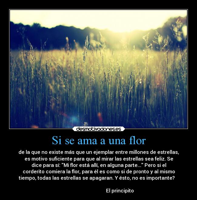 Si se ama a una flor - de la que no existe más que un ejemplar entre millones de estrellas,
es motivo suficiente para que al mirar las estrellas sea feliz. Se
dice para sí: Mi flor está allí, en alguna parte... Pero si el
corderito comiera la flor, para él es como si de pronto y al mismo
tiempo, todas las estrellas se apagaran. Y ésto, no es importante?
El principito