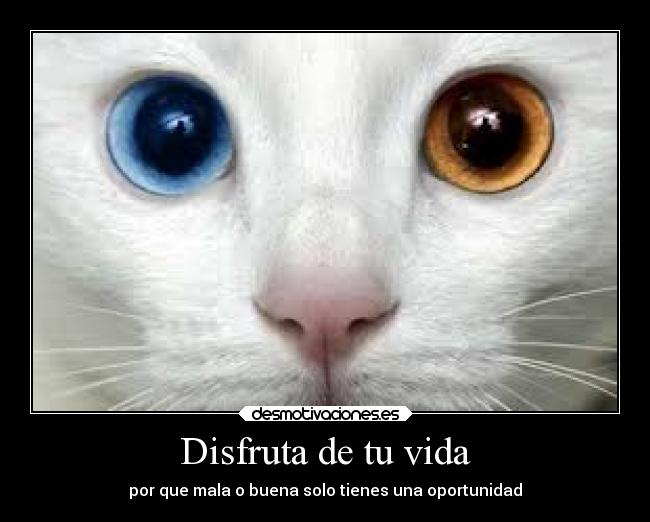 Disfruta de tu vida - 
