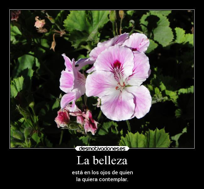 La belleza - está en los ojos de quien
la quiera contemplar.