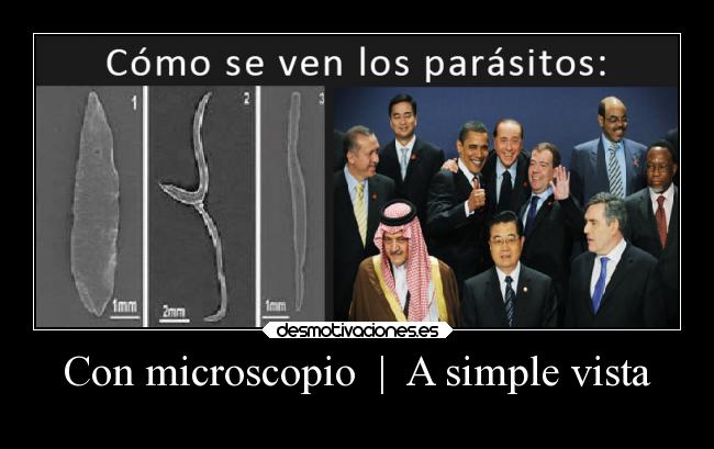 Con microscopio | A simple vista -