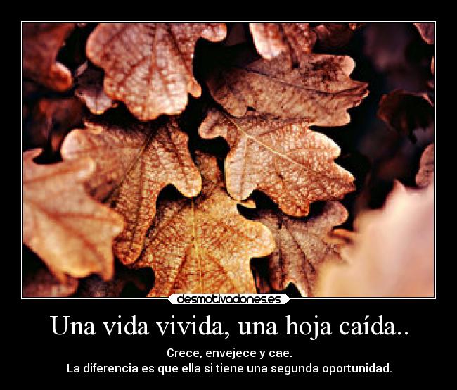 Una vida vivida, una hoja caída.. - Crece, envejece y cae.
La diferencia es que ella si tiene una segunda oportunidad.