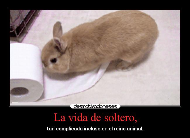 La vida de soltero, - tan complicada incluso en el reino animal.