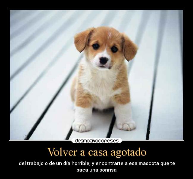 Volver a casa agotado - del trabajo o de un día horrible, y encontrarte a esa mascota que te
saca una sonrisa