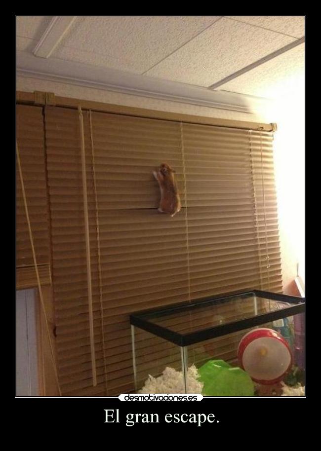 El gran escape. - 