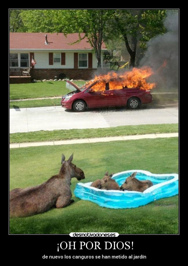 ¡OH POR DIOS! - de nuevo los canguros se han metido al jardín