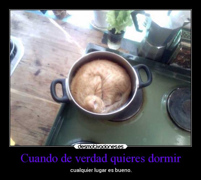 Cuando de verdad quieres dormir - cualquier lugar es bueno.