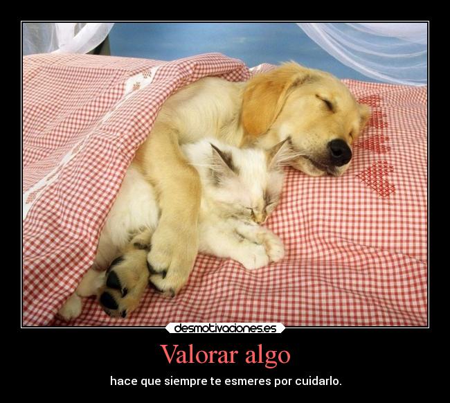 Valorar algo -