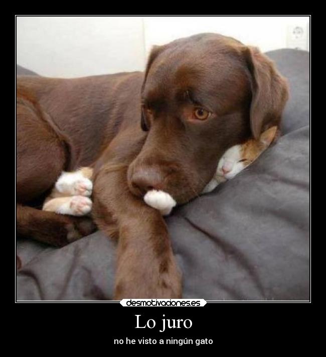 Lo juro - no he visto a ningún gato