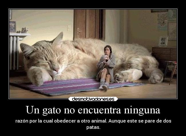 Un gato no encuentra ninguna - razón por la cual obedecer a otro animal. Aunque este se pare de dos
patas.