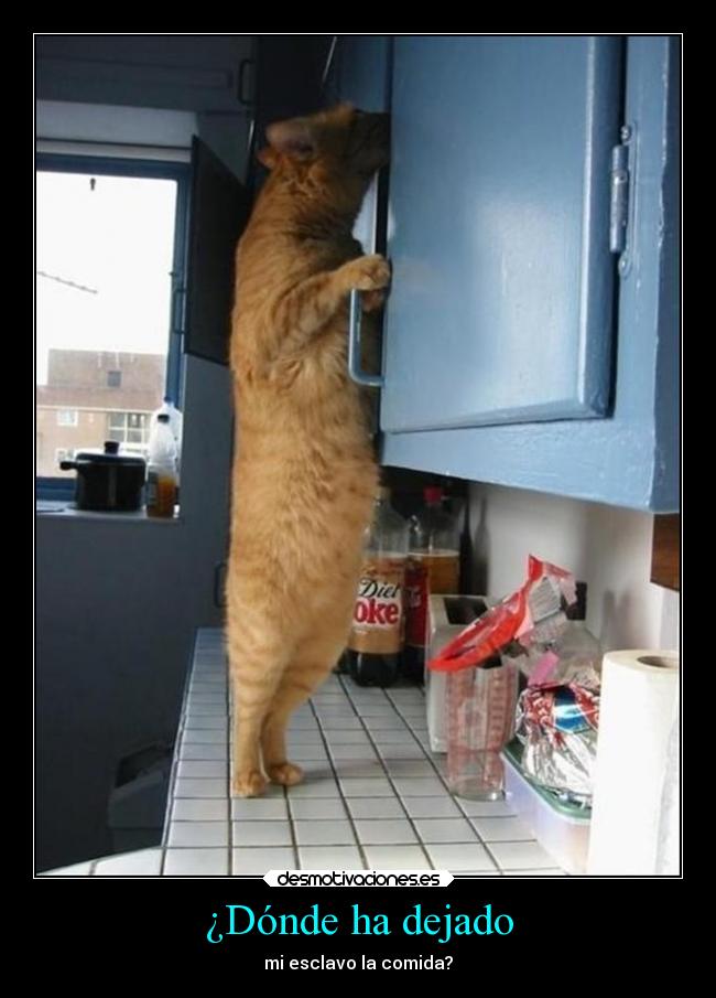 ¿Dónde ha dejado -