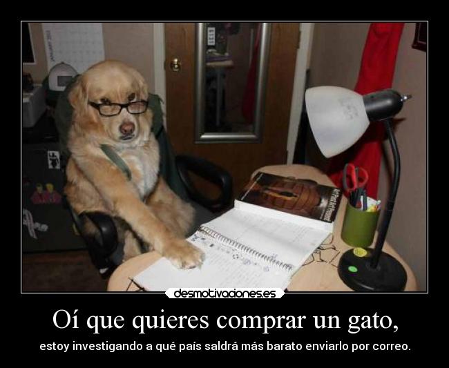 carteles gatos intentodehumor perros desmofunny lll fede28 desmotivaciones