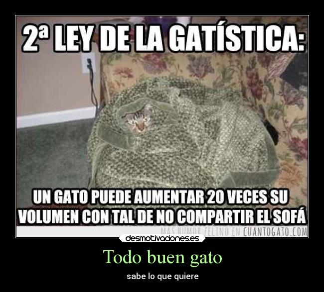 Todo buen gato - sabe lo que quiere