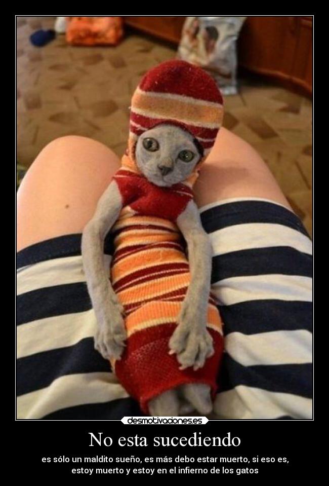 No esta sucediendo - es sólo un maldito sueño, es más debo estar muerto, si eso es,
estoy muerto y estoy en el infierno de los gatos
