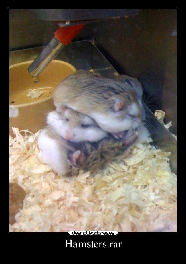 Hamsters.rar - 