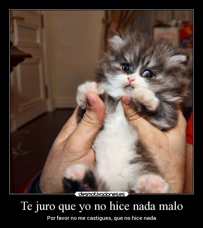carteles humor gatito tierno seguramente con planes malignos desmotivaciones