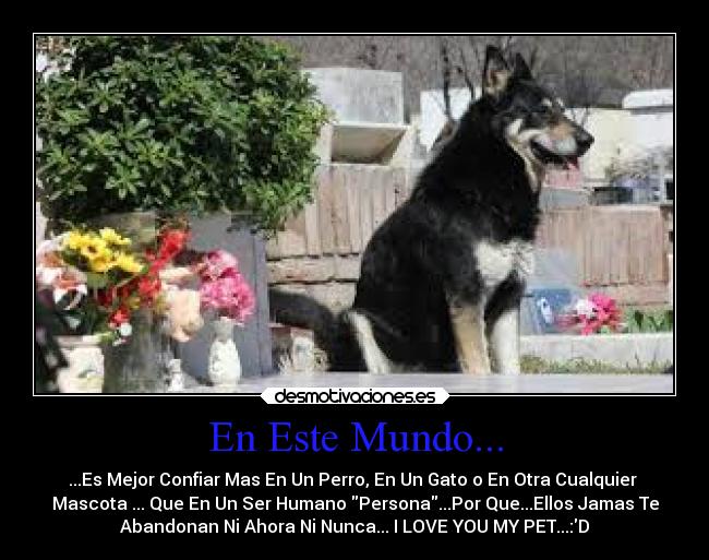 En Este Mundo... - ...Es Mejor Confiar Mas En Un Perro, En Un Gato o En Otra Cualquier
Mascota ... Que En Un Ser Humano Persona...Por Que...Ellos Jamas Te
Abandonan Ni Ahora Ni Nunca... I LOVE YOU MY PET...:D