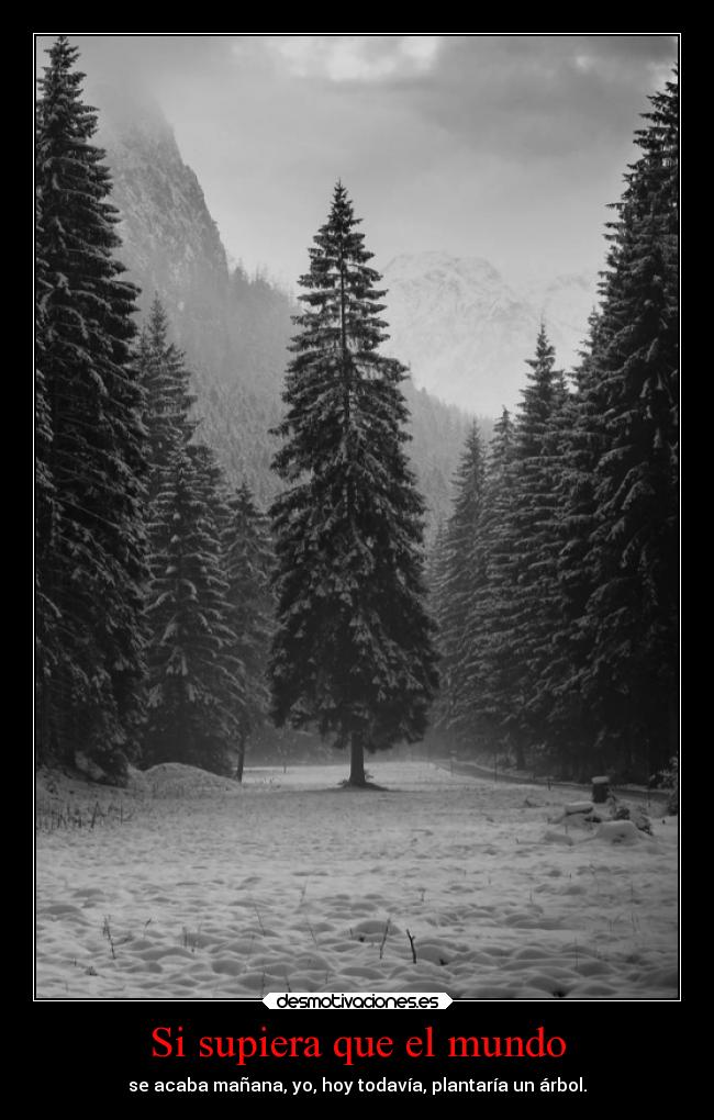 Si supiera que el mundo - se acaba mañana, yo, hoy todavía, plantaría un árbol.